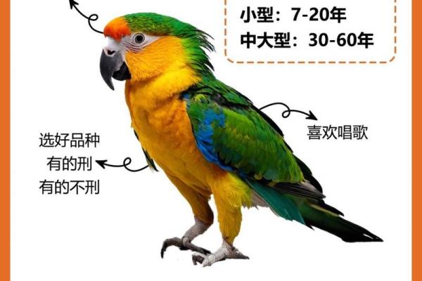 鹦鹉养殖公司怎么起名字鹦鹉养殖业