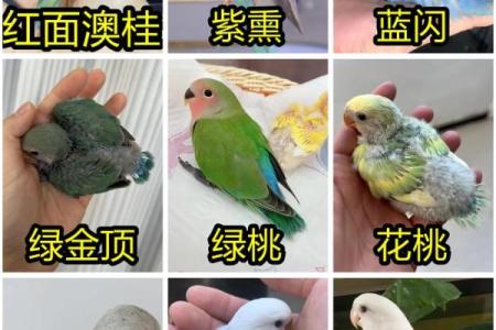 鹦鹉养殖公司怎么起名字鹦鹉养殖业