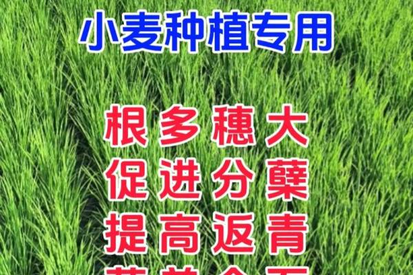 小麦种植 公司取名,小麦种植 公司取名大全
