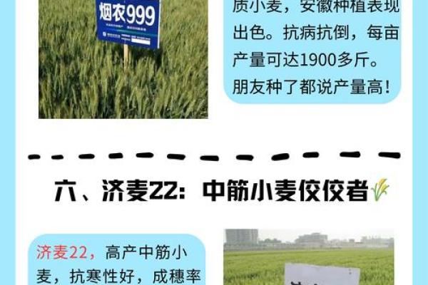 小麦种植 公司取名,小麦种植 公司取名大全